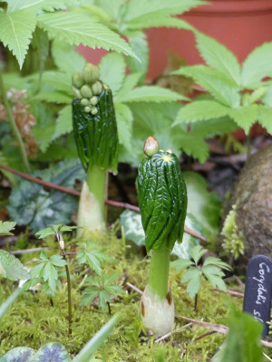 2023-04-16 Podophyllum versipelle.jpg