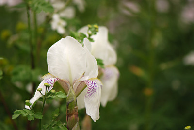 Mrs-Horace-Darwin-Mai2908.jpg