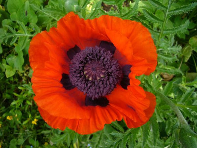Papaver_2006.JPG