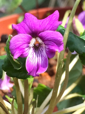 2023-04-17 Viola somchetica blüte.jpg