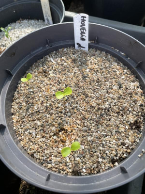 Hovenia dulcis Germination April 2023.jpg