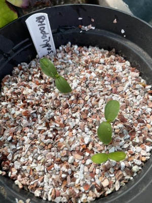 Rhodotypos scandens germination April 2023.jpg