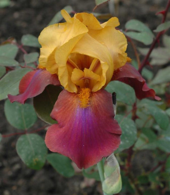 A6582a_Large.JPG