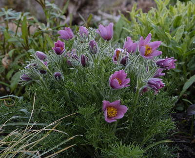 DSC_7495_DxO.jpg