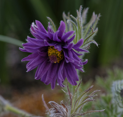 DSC_7493_DxO.jpg