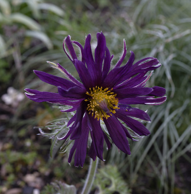 DSC_7492_DxO.jpg