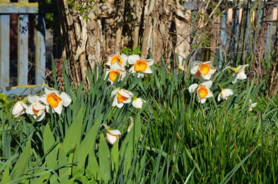 Narcissus-PyjamaParty.23-1.jpg
