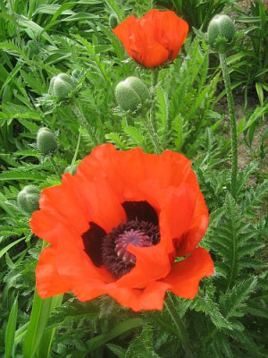 Papaver_orientale_Samling_rot_97601.jpg