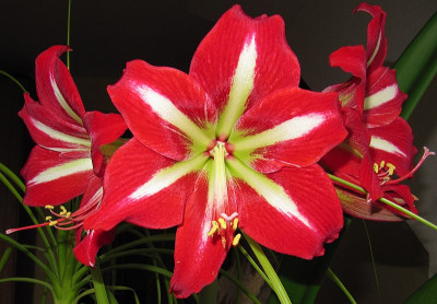 IMG_2468_Hippeastrum_.JPG