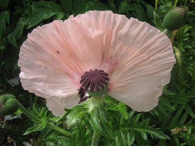 Papaver_orientale_Juliane_97631.jpg