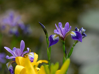 iris-versicolor.jpg