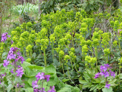 2023-04-18 Euphorbia amygdaloides var. robbiae 1.jpg