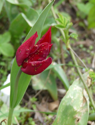 2023-04-18 Tulpen 1.jpg