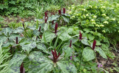 Trillium 230418 k.jpg