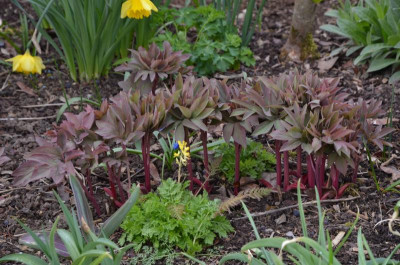 Paeonia_mollis.21-1.jpg