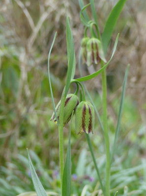 2023-04-18 Fritillaria hermonis ssp. amana 2.jpg