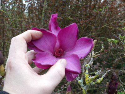 2023-04-18 Magnolia 'Royal Purple'.jpg