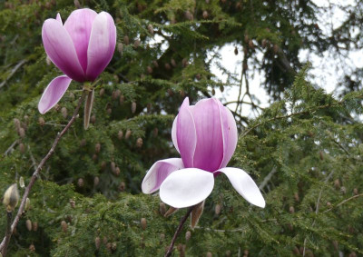 2023-04-18 Magnolia 'Atlas' 2.jpg