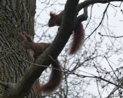 Eichhörnchen 230418 1k.jpg
