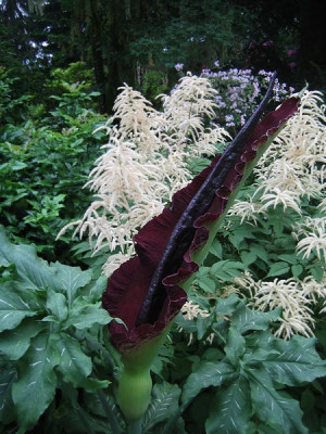 dracunculus_0293.jpg