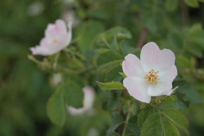 Wildrose_.jpg