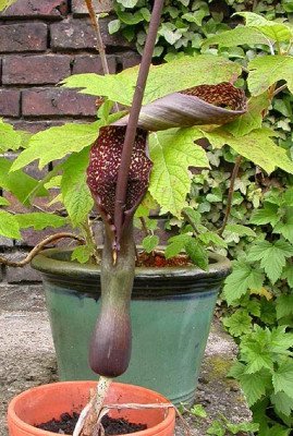 Sauromatum_venosum_28.5.08.jpg