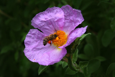 Zistrosen-Biene.jpg