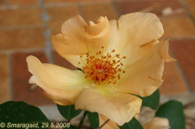 Mrs-Oakley-Fisher-2008-05-29_0887.jpg