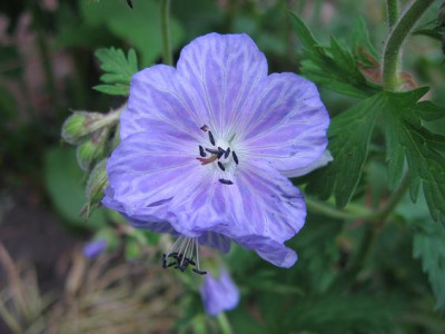IMG_0673kl.JPG