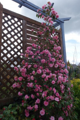 Camellia-Spring-Festival.23-3.jpg