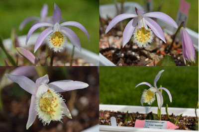 Phytesia Pleionen Orchideen.jpg