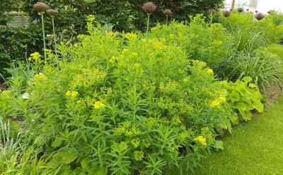 20220602 Euphorbia fragifera ica.JPG