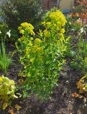 20210514 Euphorbia ex-fragifera.JPG