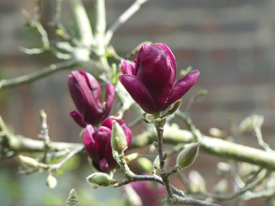 2023-04-19 Magnolia 'Genie' 1.jpg