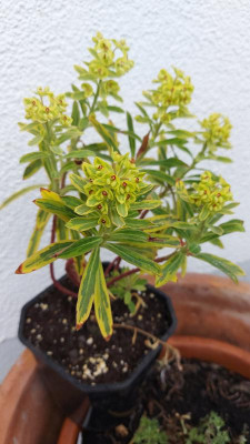 20230416_193238 Euphorbia.jpg