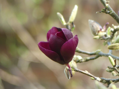 2023-04-19 Magnolia 'Genie' 2.jpg