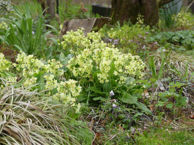 2023-04-19 Primula elatior 1.jpg