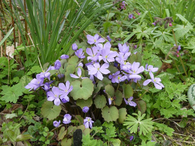 2023-04-19 Jeffersonia dubia 1.jpg