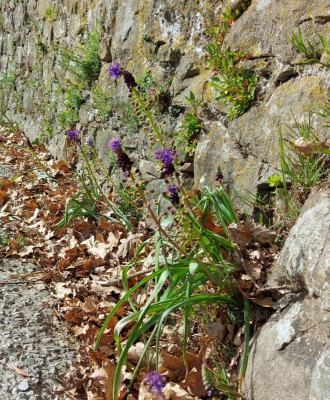 20230419_233838 Muscari comosum.jpg