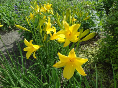 Hemerocallis lilioasphodelus.jpg