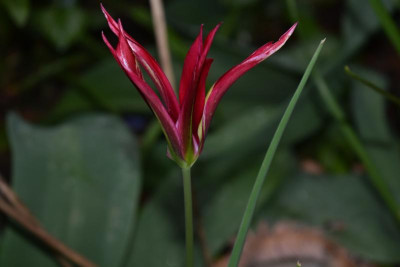 DSC_0253.JPG