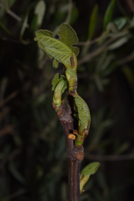 DSC_0261.JPG