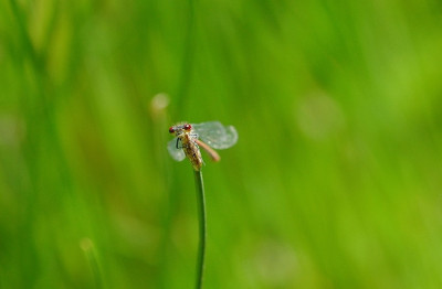 Libelle_2_25-05-2008.jpg