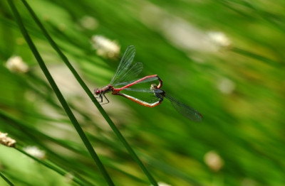 Libelle_3_25-05-2008.jpg