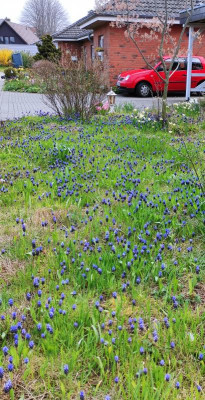 Muscari latifolium.jpg