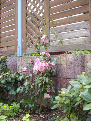 Camellia-Spring-Festival-2010-2.JPG