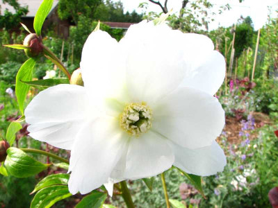 paeonia_white_innocence2.jpg