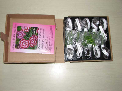 pinks_praline_03-2007.jpg