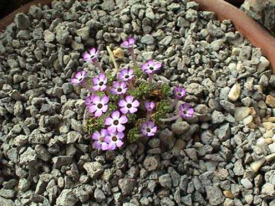 Dionysia_bryoides.jpg