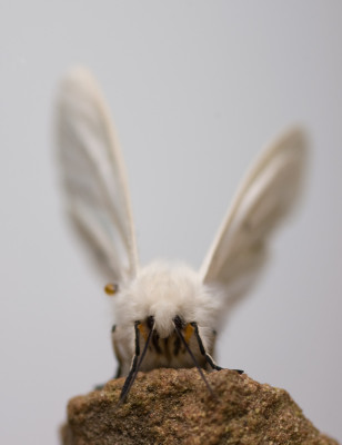 Breitfluegeliger-Fleckleibbaer.jpg